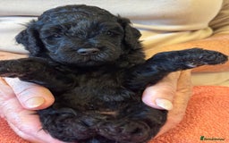 Cavapoo dogs for sale: Adorable F1B Cavapoo Puppies Ready - Image 4