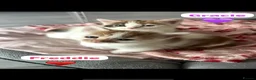 Mixed Breed cats for sale: 4 Beautiful kittens🩷🩵 - Advert 1