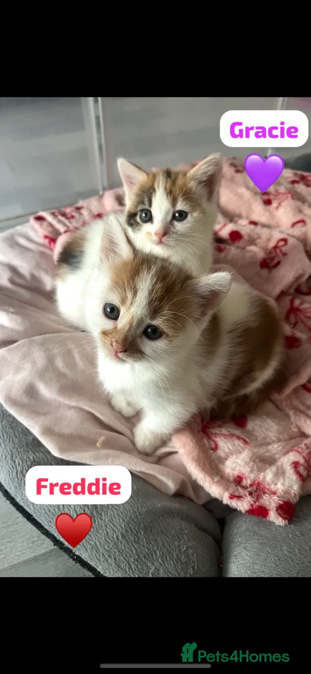 Mixed Breed cats for sale: 4 Beautiful kittens🩷🩵 - Advert 1