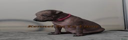 Mexican Hairless dogs for sale: Kc registered Xoloitzcuintle miniature puppies  - Advert 21