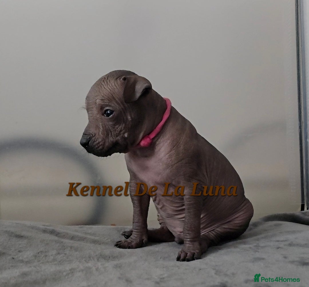 Mexican Hairless dogs for sale: Kc registered Xoloitzcuintle miniature puppies  - Advert 21