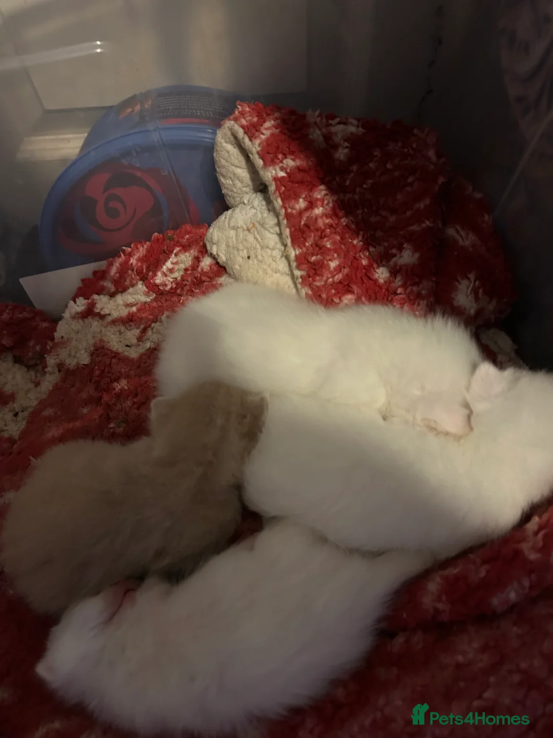 Mixed Breed cats for sale: white kittens available in Leicester - Advert 11