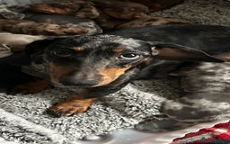 Dachshund dogs for sale: 2 beautiful  girls dachshund puppies available  - Image 6