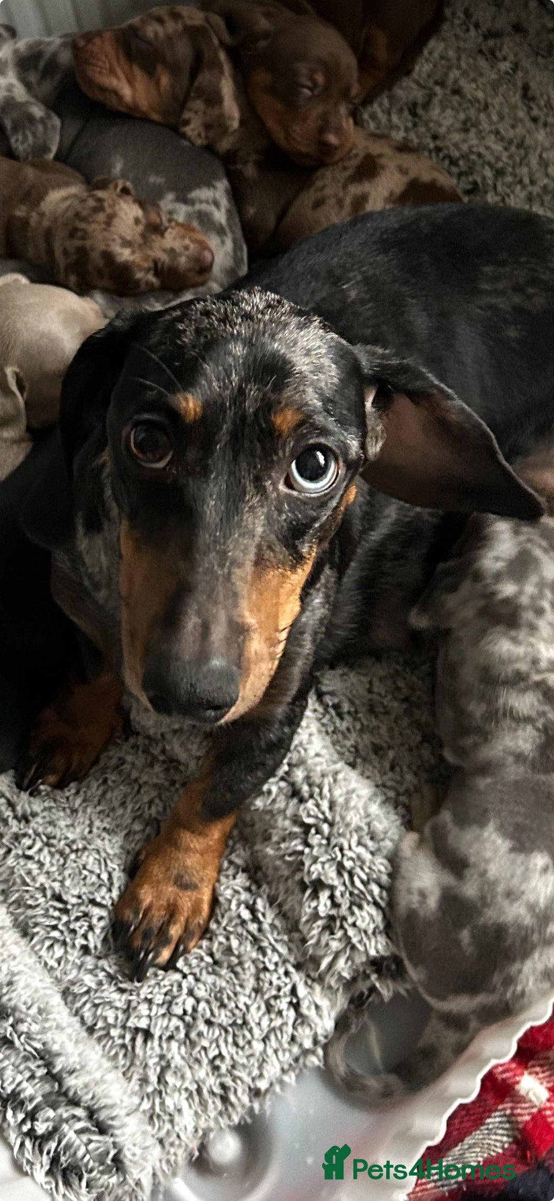 Dachshund dogs for sale: 2 beautiful  girls dachshund puppies available  - Image 6