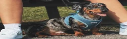 Jackshund dogs for stud: Male Jackshund - Arlo  - Advert 1