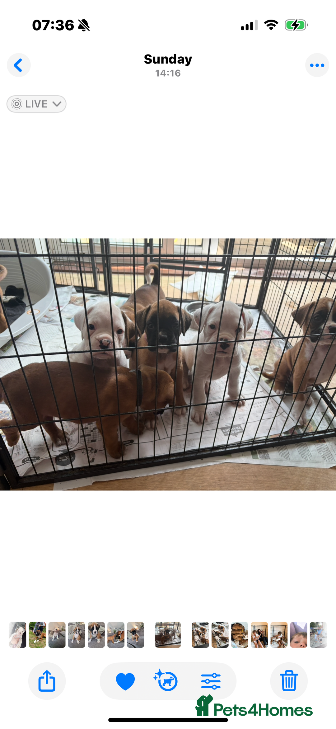 Boxer dogs for sale: KC Champion bloodline Boxer puppies  - Image 8