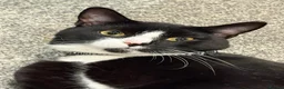 Mixed Breed cats for sale: Male Tuxedo for rehome - Advert 5