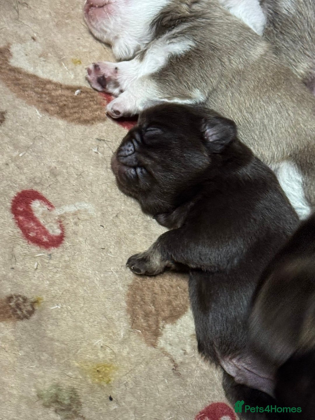 Pug dogs for sale: Pug 1 boy kc  - Advert 8