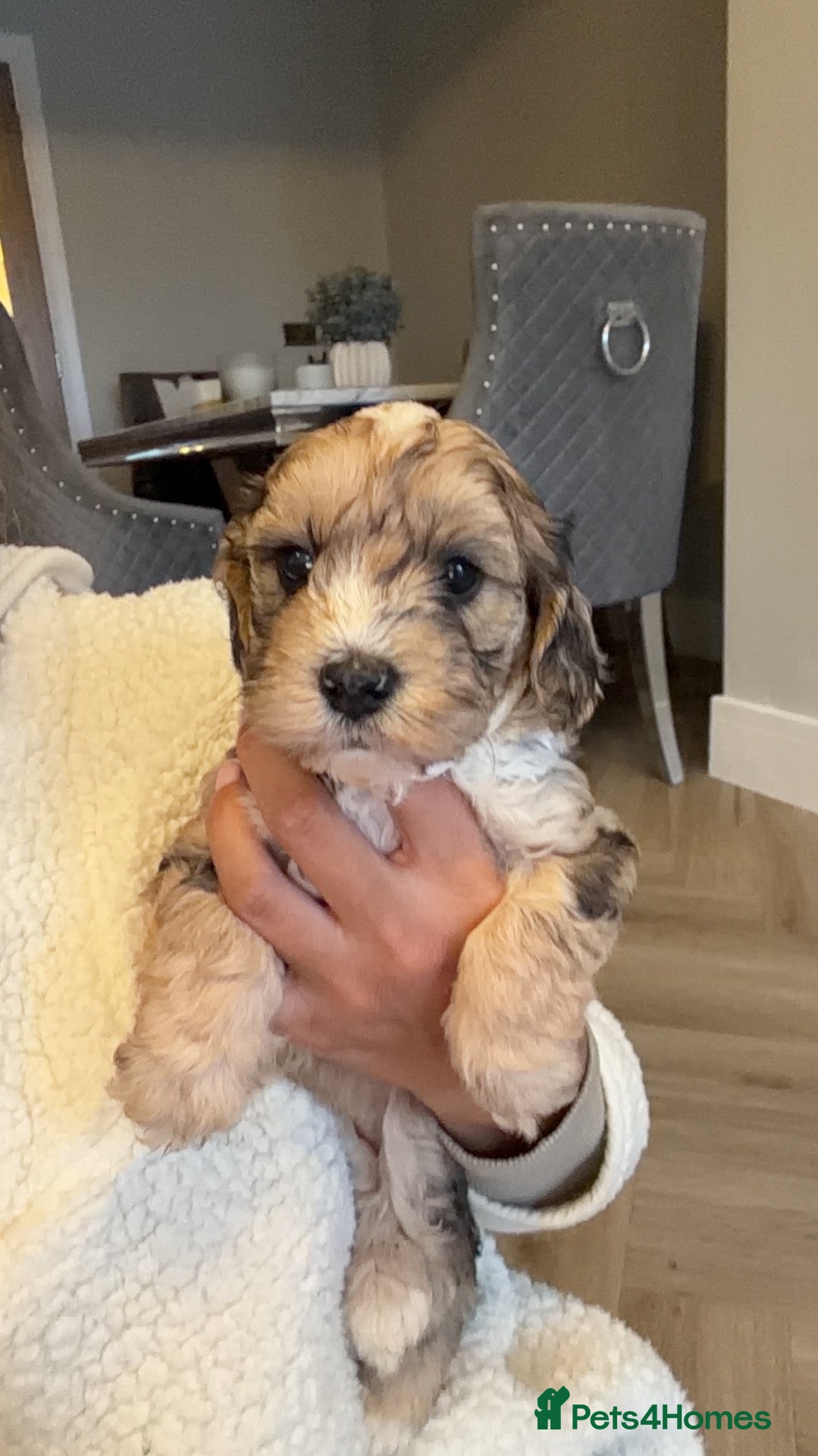 Cockapoo dogs for sale: F1 Merle cockapoo puppies 🤎 ONE GIRL LEFT - Advert 1