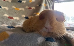Guinea Pig rodents for sale: Lovely Teddy and Coronet baby Guinea pigs - Image 20