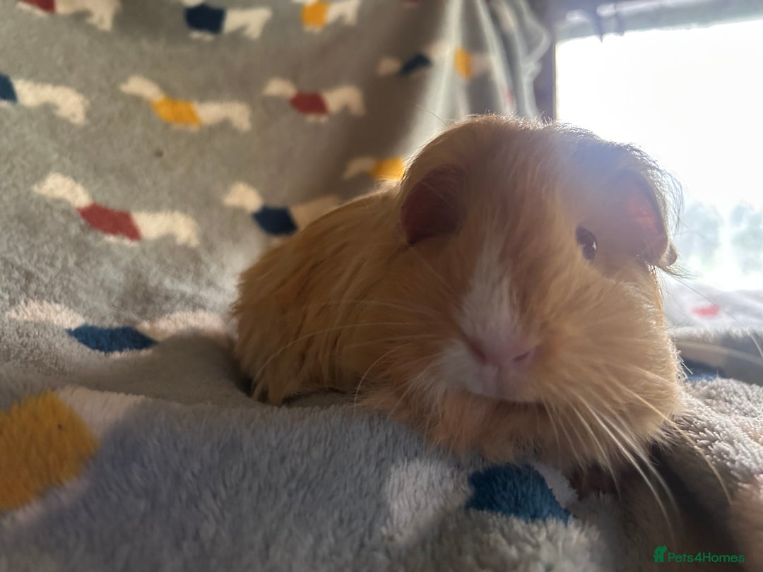 Guinea Pig rodents for sale: Lovely Teddy and Coronet baby Guinea pigs - Image 20