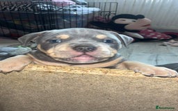 Mixed Breed dogs for sale: Beautiful pups with stunning markings  - Image 3