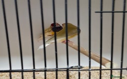 Finches birds for sale: Gouldian Finches for sale  - Image 4
