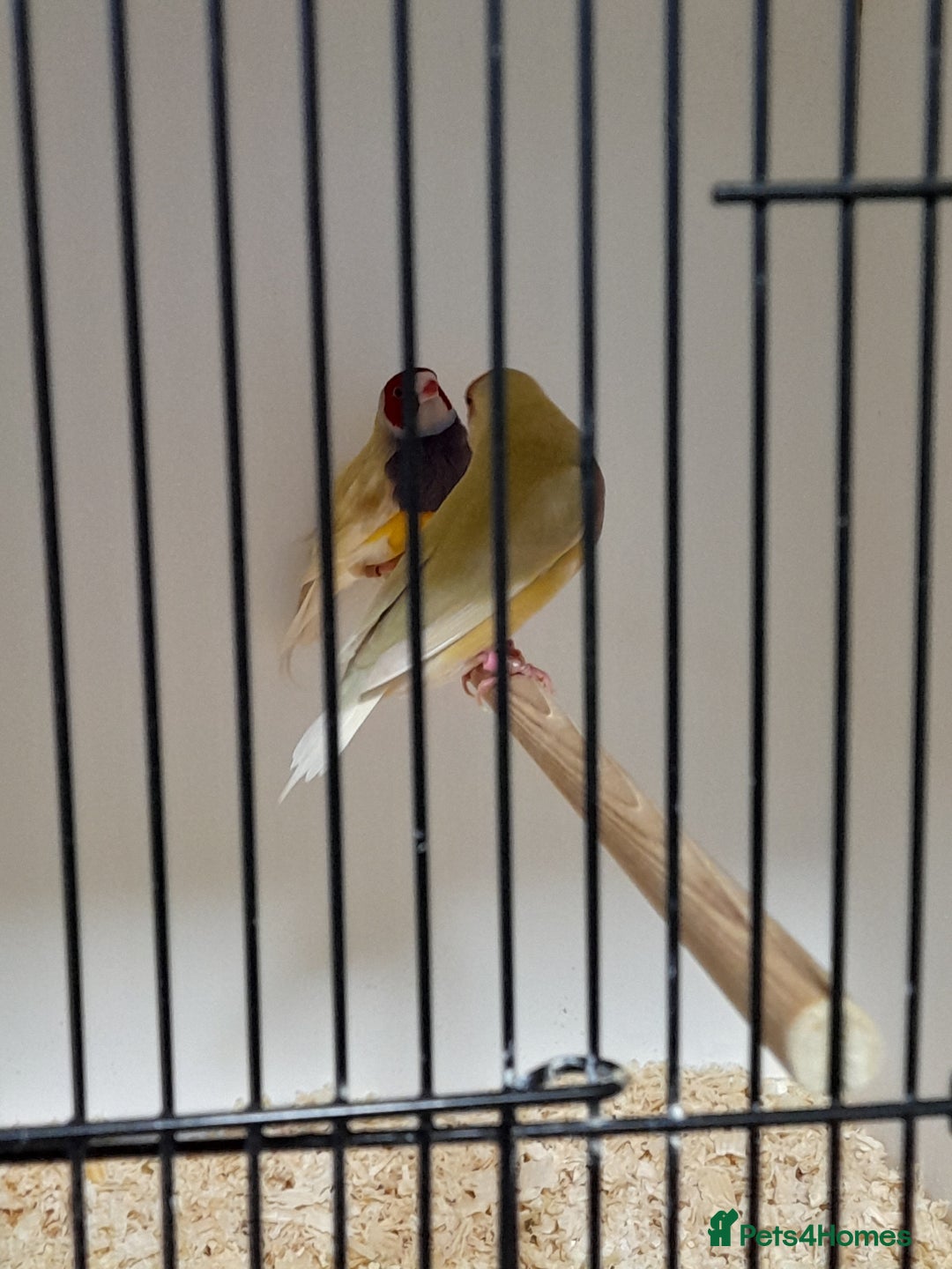 Finches birds for sale: Gouldian Finches for sale  - Image 4