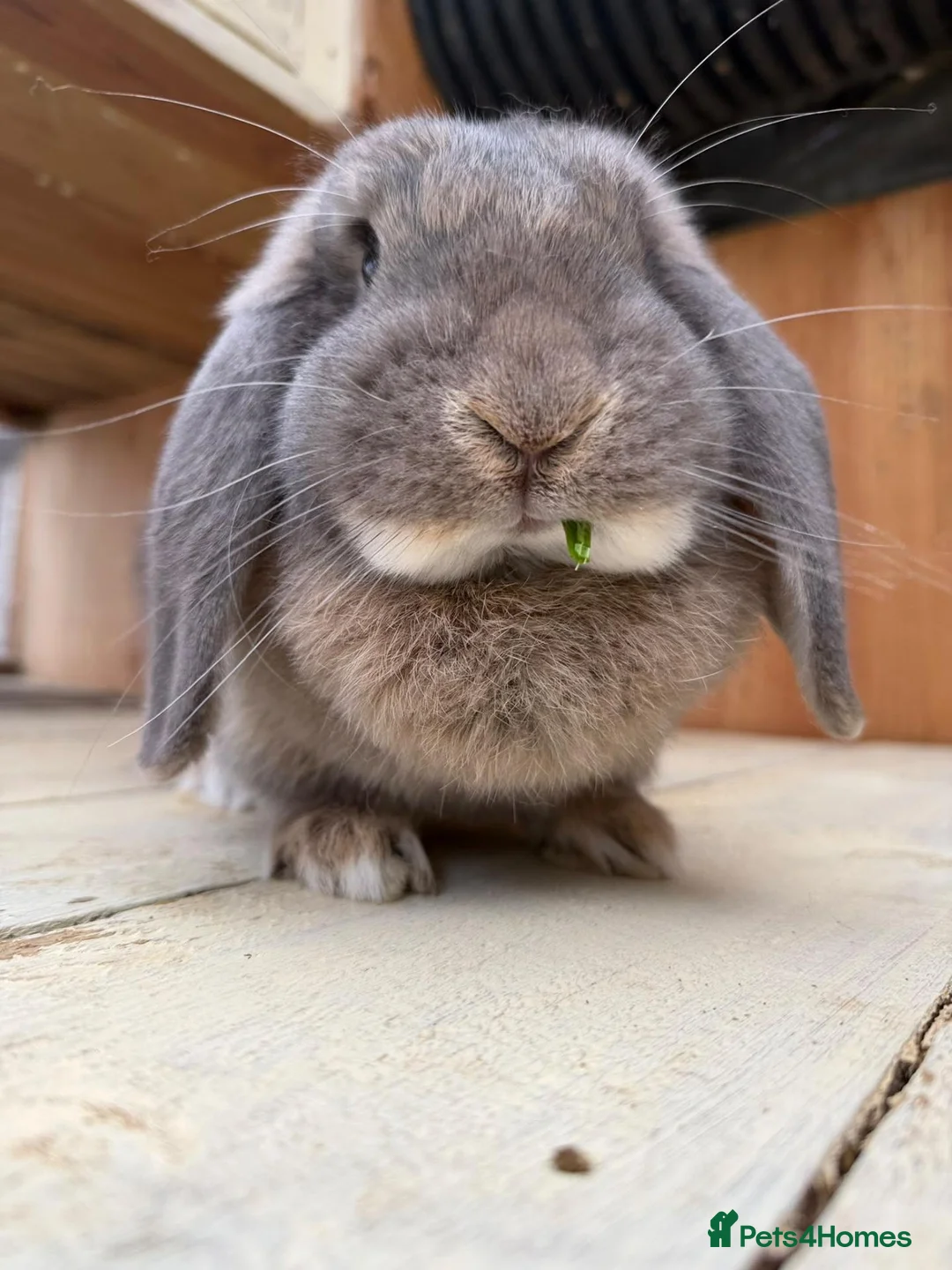 Dwarf Lop rabbits for sale: Fizz - Spayed and vaccinated  - Advert 2