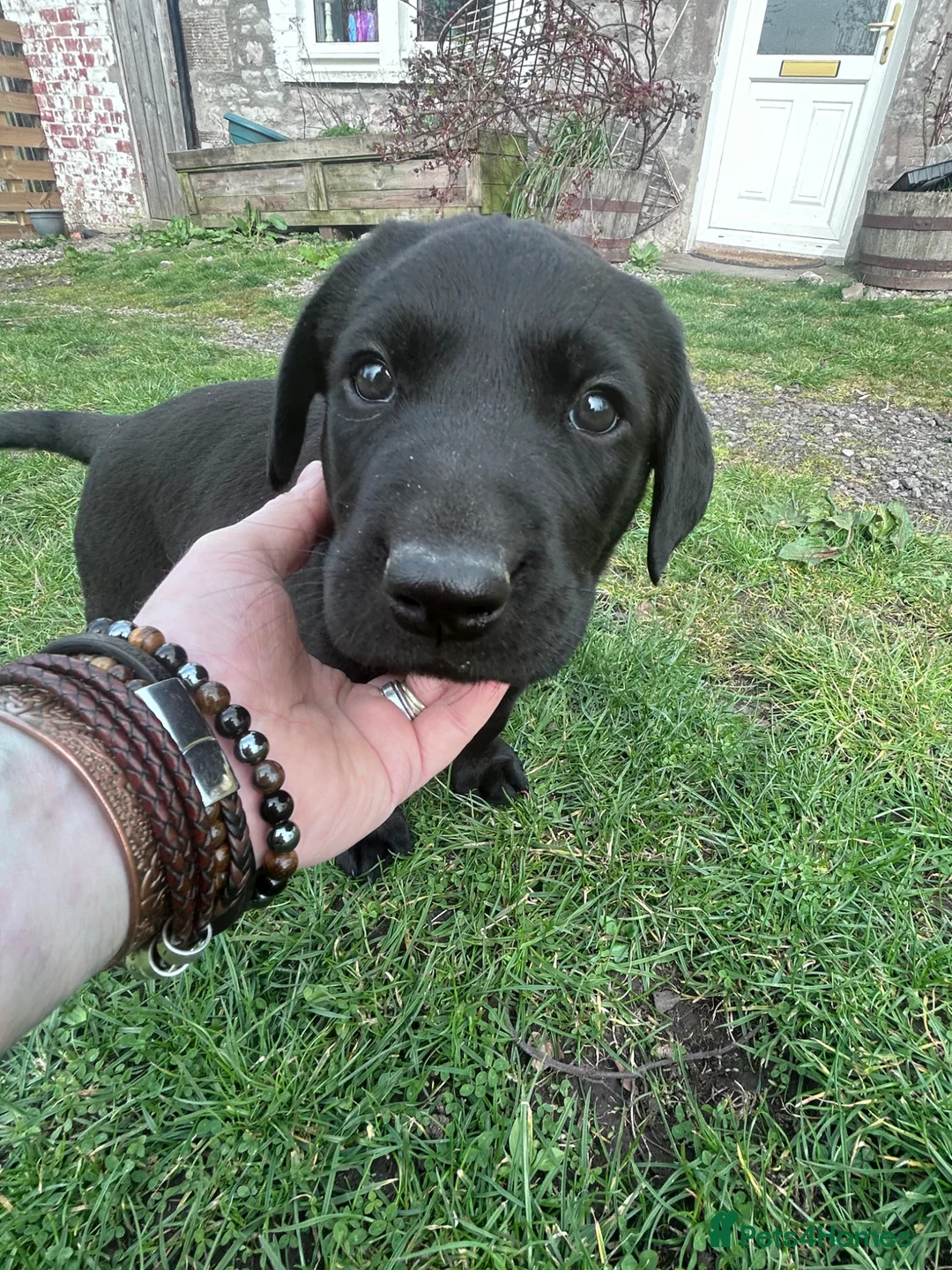 Labrador Retriever dogs for sale: Beautiful KC reg Lab pups - Advert 2