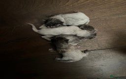 Ragdoll cats for sale: Ragcoons - Image 8