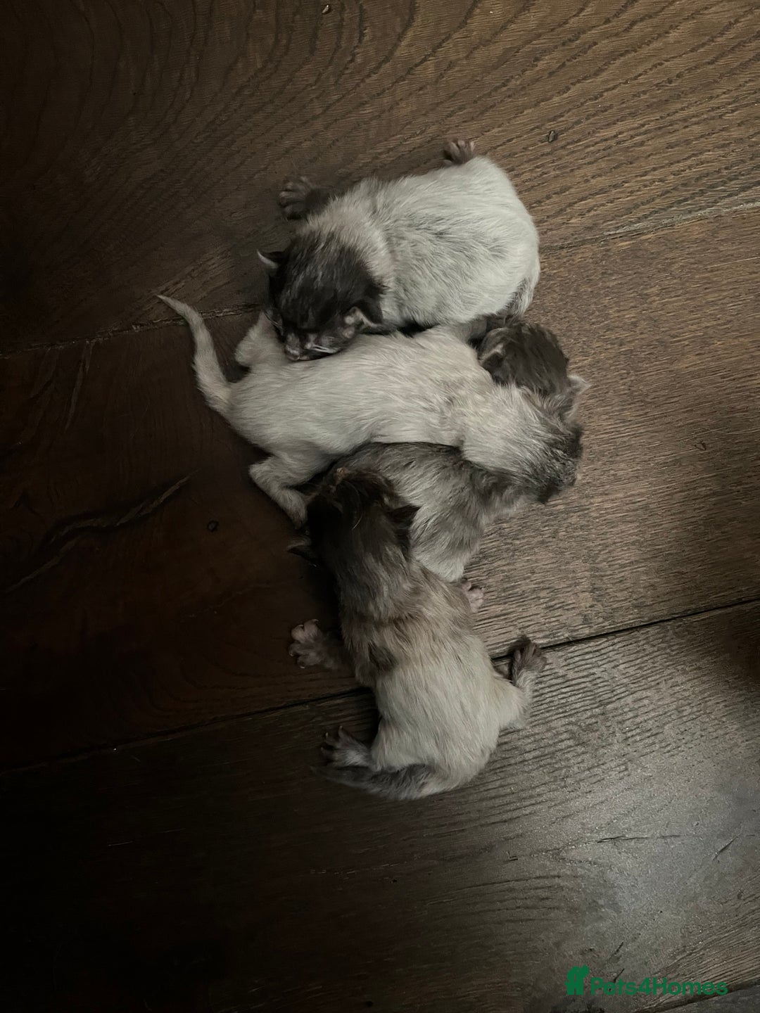 Ragdoll cats for sale: Ragcoons - Image 8