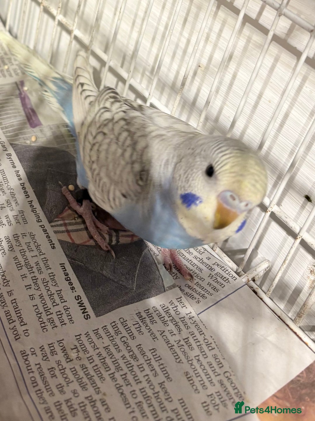 Budgerigars birds for sale: Young Budgies for sale  - Advert 4