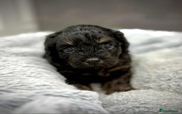Cavapoo dogs for sale: 🧸Beautiful F1 Cavapoo Puppies, Boy Available🧸 - Image 5