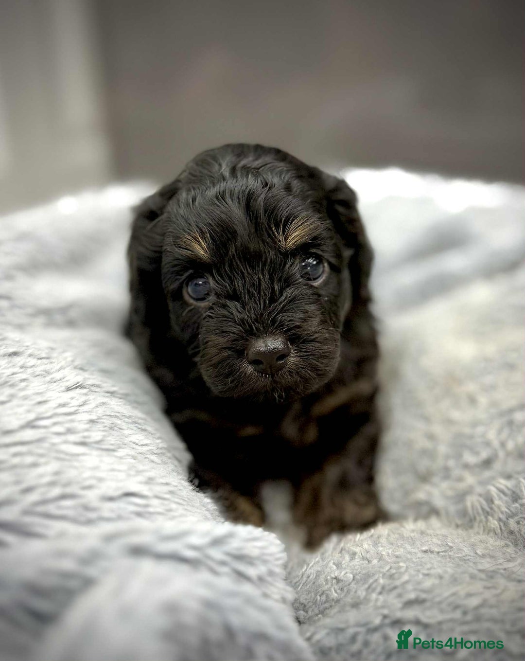 Cavapoo dogs for sale: 🧸Beautiful F1 Cavapoo Puppies, Boy Available🧸 - Image 5