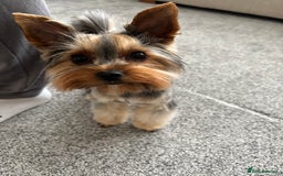 Yorkshire Terrier dogs for sale: ✨ Adorable Yorkshire Terrier Puppies  - Image 13