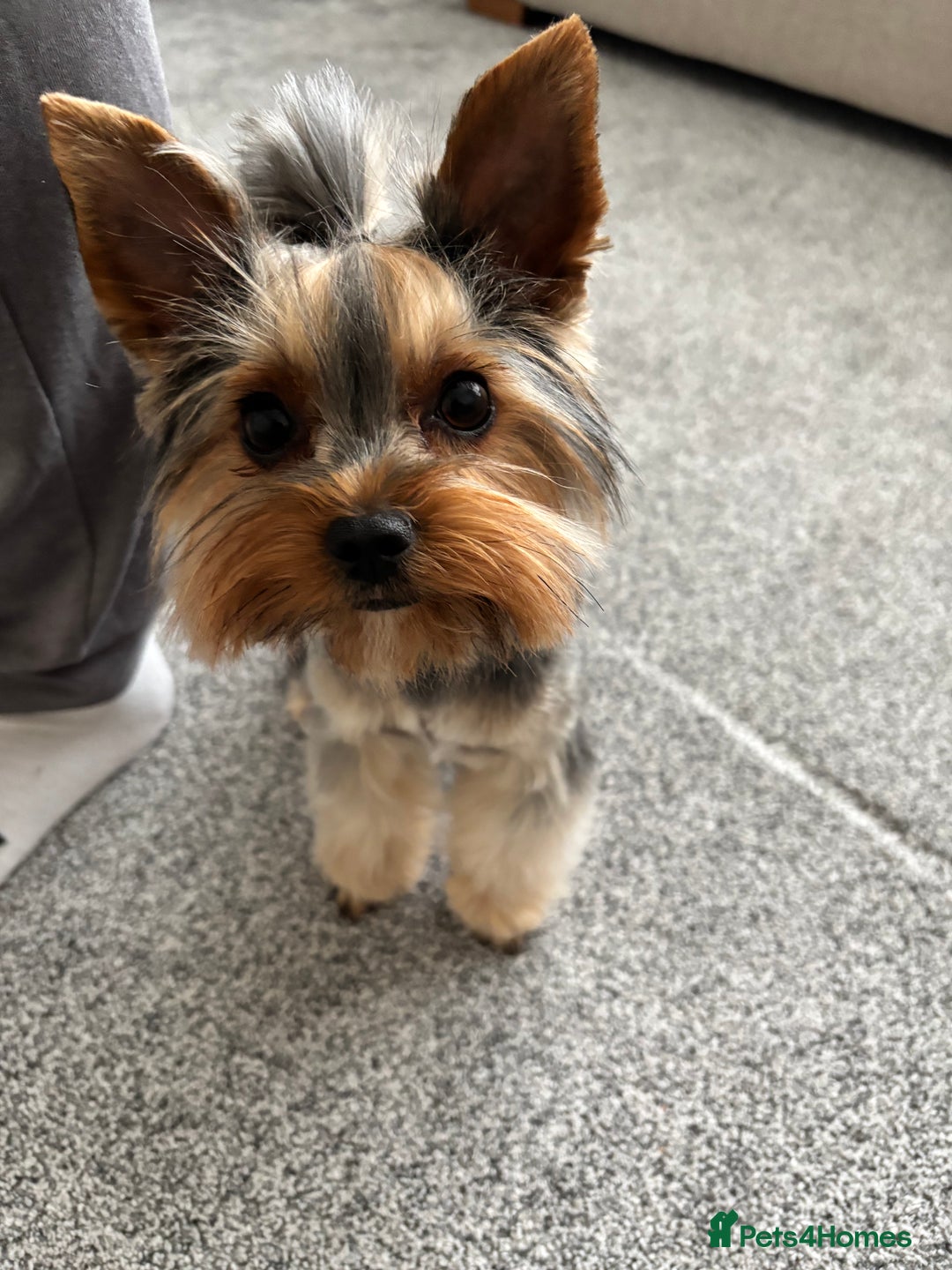 Yorkshire Terrier dogs for sale: ✨ Adorable Yorkshire Terrier Puppies  - Image 13