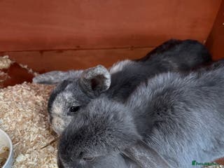 Mini Lop rabbits 2 female bonded mini lops for sale - Advert 12