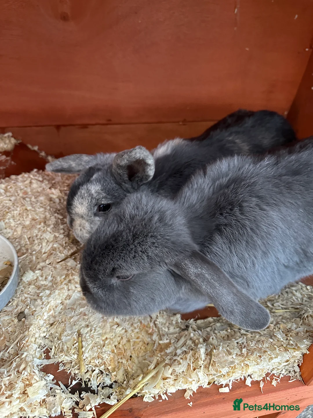 Mini Lop rabbits for sale: 2 female bonded mini lops for sale  - Advert 2