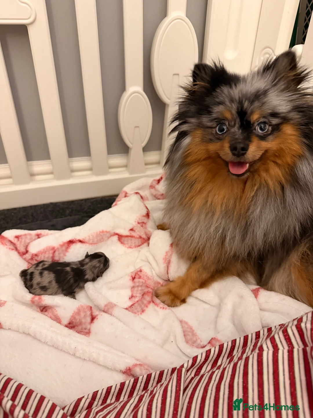 Pomeranian dogs for sale: Pomeranian Merle puppy for sale blue eyes in London - Advert 2