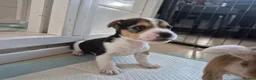 Jack Russell dogs for sale: Short legged jack russels in Harwich - Advert 4