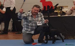 Staffordshire Bull Terrier dogs for stud: Black/Brindle and White Show quality Boy for Stud - Image 11