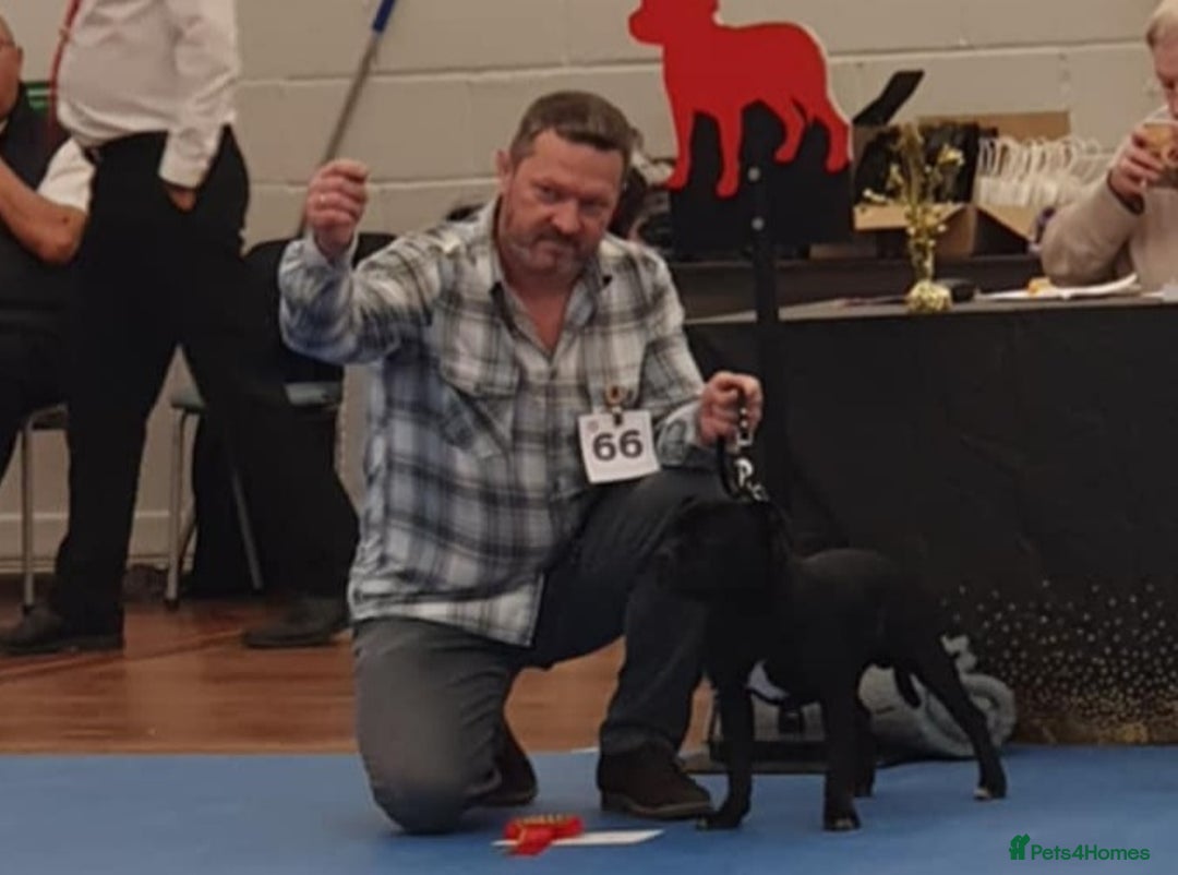 Staffordshire Bull Terrier dogs for stud: Black/Brindle and White Show quality Boy for Stud - Image 11
