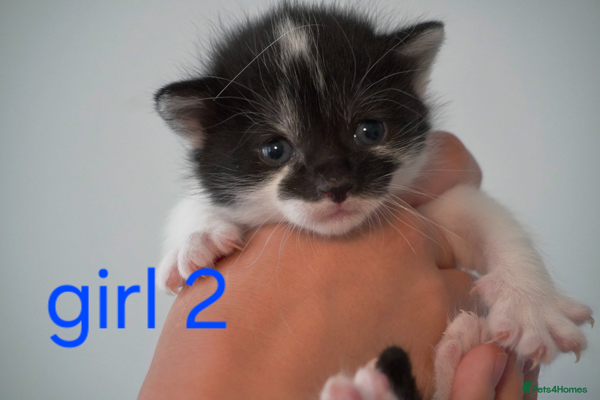 Mixed Breed cats for sale: Beautiful kittens looking for loving families in Bristol - Advert 5