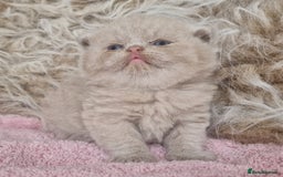 British Shorthair cats for sale: Tica registered British Shorthair kittens Champion - Image 15