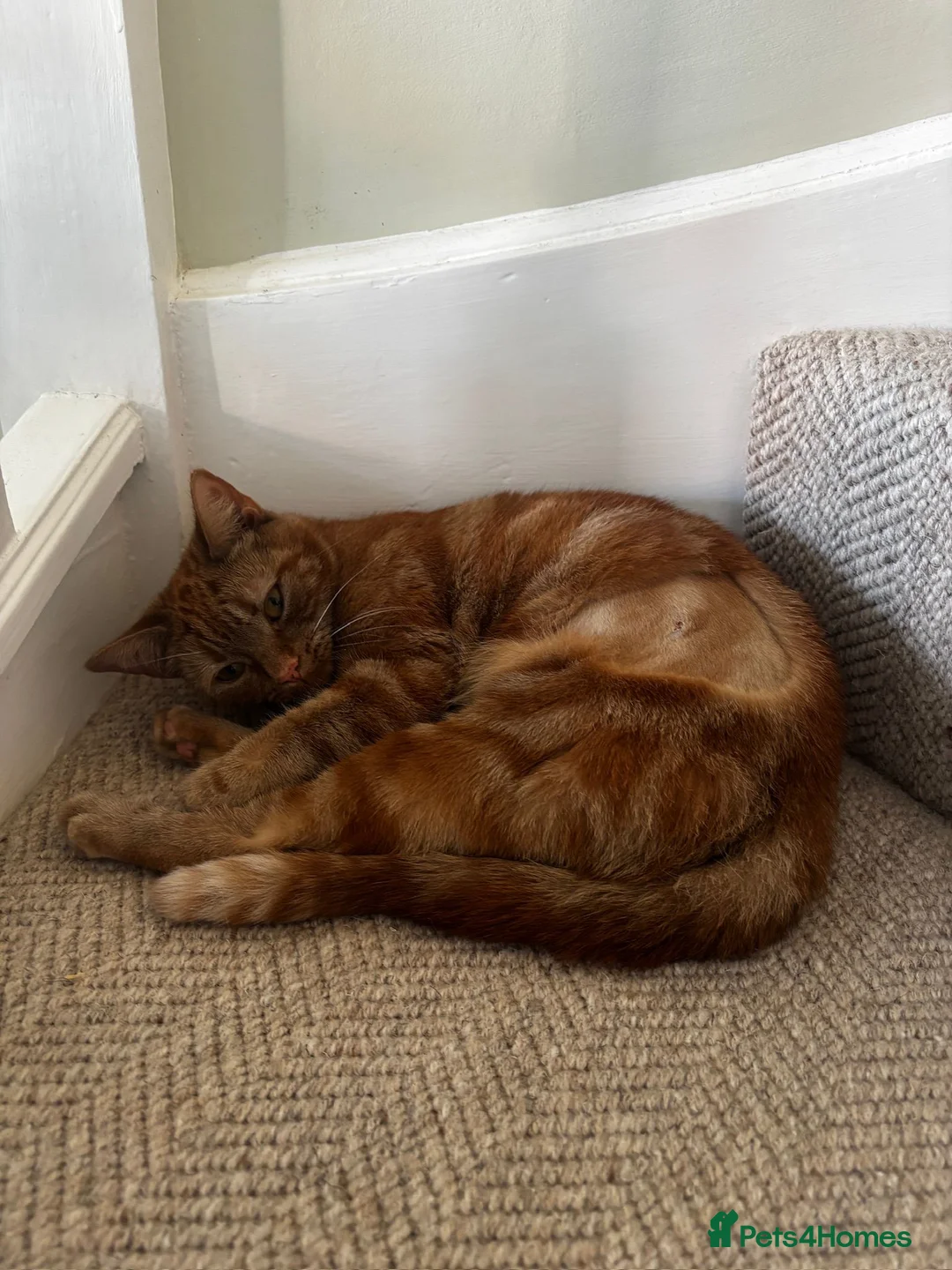 Domestic Shorthair cats for adoption: Toffee, 2 year old female (neutered)  in Reading - Advert 4