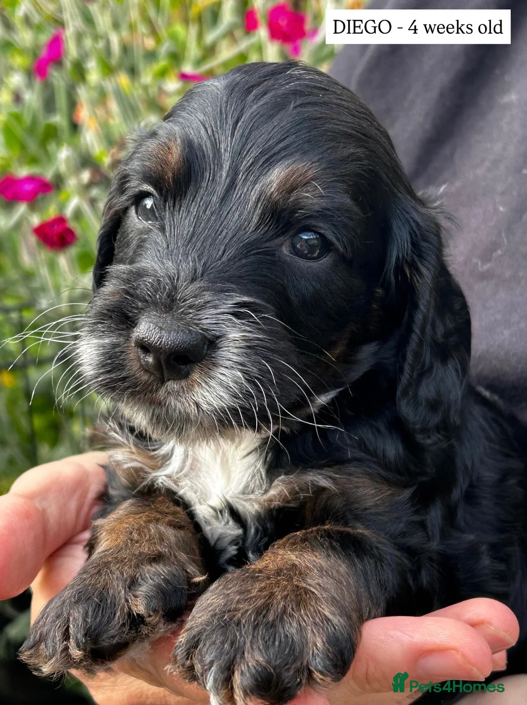 Cockapoo dogs for sale: F1 Cockapoo Tricolour Boys for Sale - Advert 24