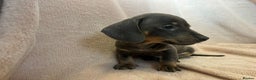 Miniature Dachshund dogs for sale: Miniature dachshunds (pink carriers)  - Advert 1
