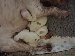 Sprocker dogs Sprocker pups for sale. - Advert 1