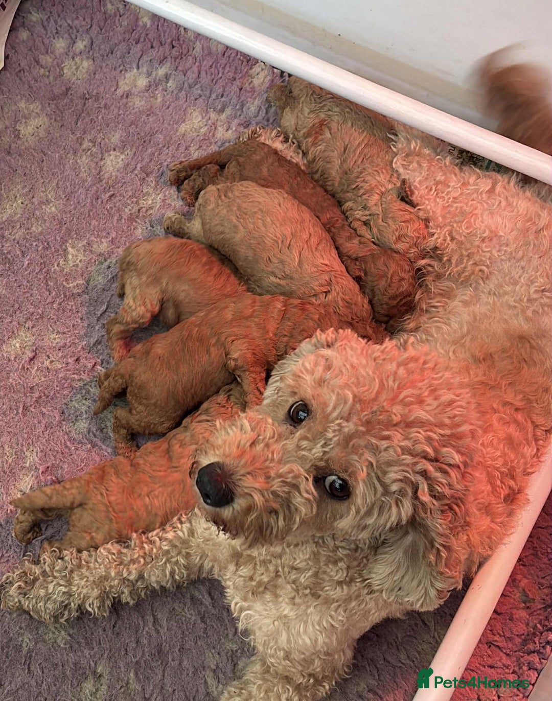 Labradoodle dogs for sale: Miniature Labradoodle puppies - Advert 2