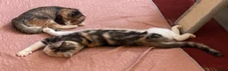 Domestic Shorthair cats for sale: 5 Beautiful Kittens - Advert 10