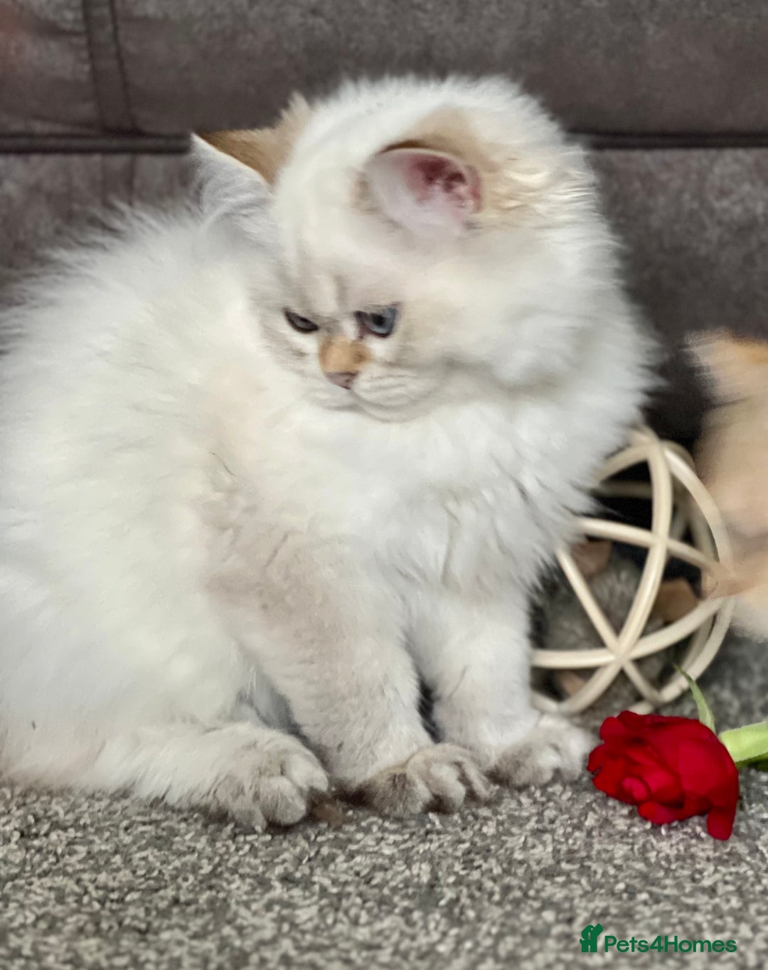 British Shorthair cats for sale: Stunning British shorthair NY 12 kittens - Image 28