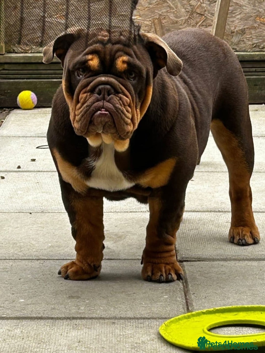 Mixed Breed dogs for sale: 🐾🐶Stunning New English Bulldog Puppies🐶🐾 - Advert 21