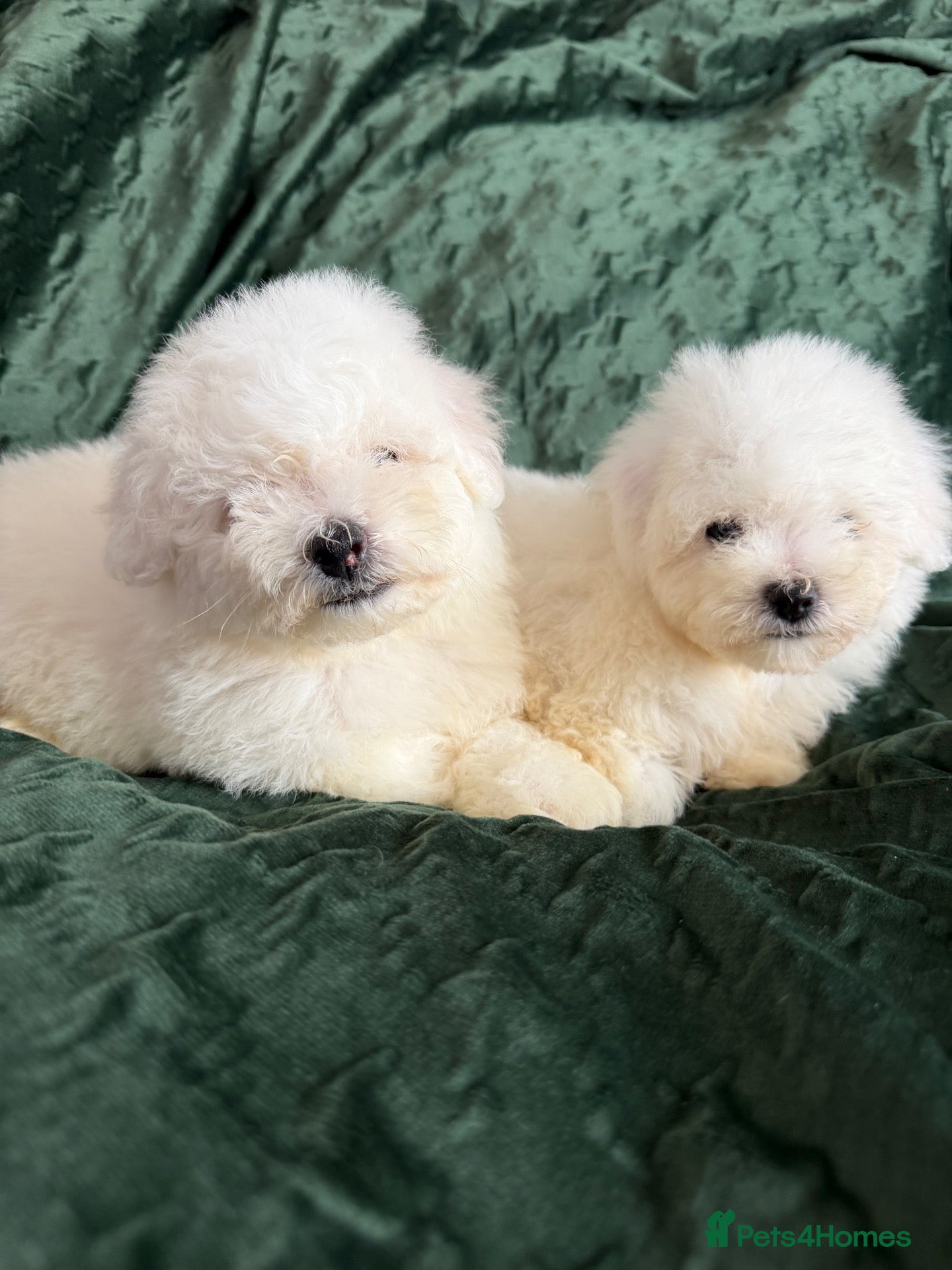 Bichon Frise dogs for sale: Bishon Frise Puppes  - Advert 1