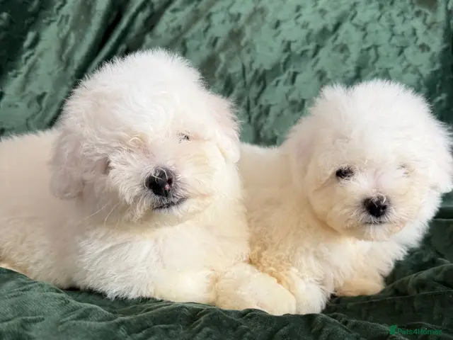 Bichon Frise dogs for sale: Bishon Frise Puppes - Advert 1