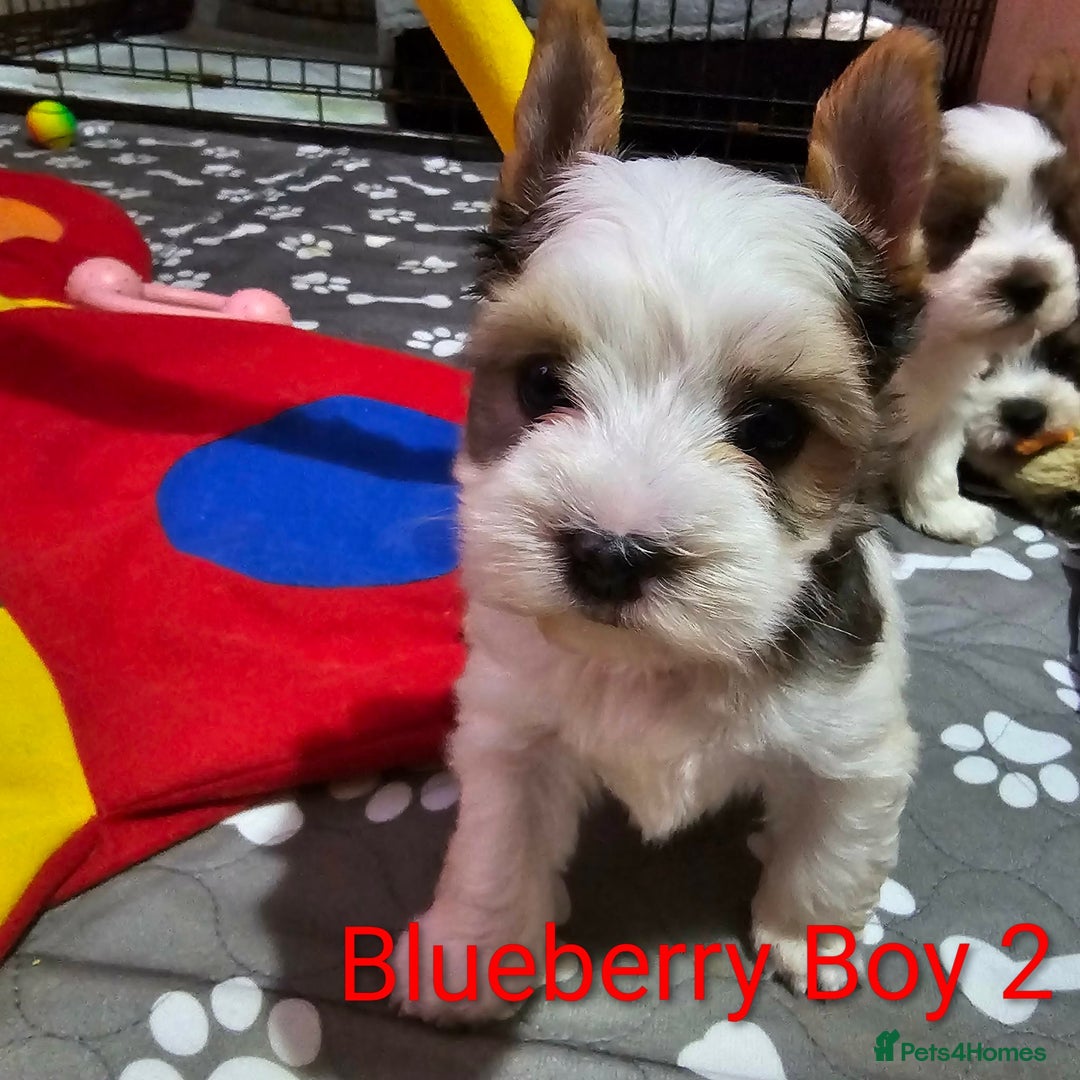 Yorkshire Terrier dogs for sale: 4 Adorable Yorkshire terrier pups  - Advert 5