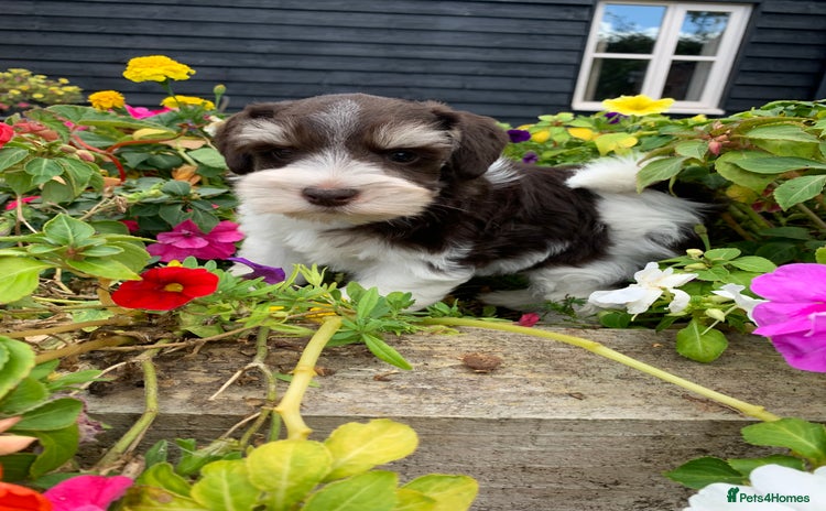 Miniature Schnauzer dogs - Advert 3