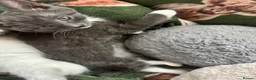 Ragcoon cats for sale: Ragdoll cross maincoon kittens  - Advert 5