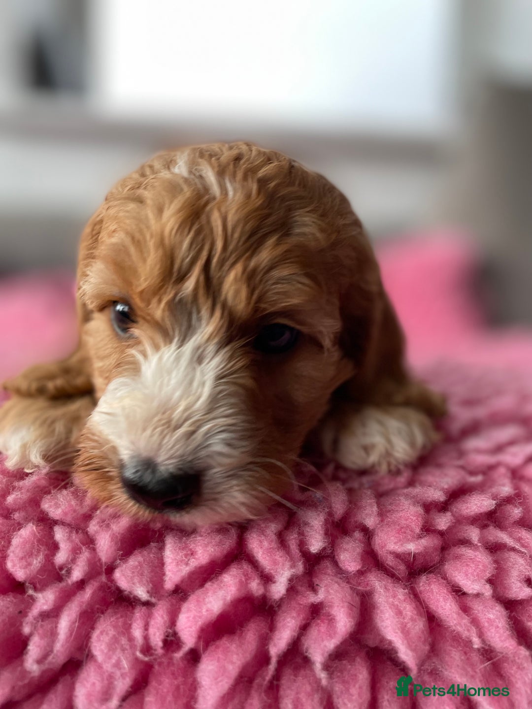 Cockapoo dogs for sale: Adorable cockerpoo girls - Image 4