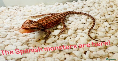 Bearded Dragon reptiles - Advert 8